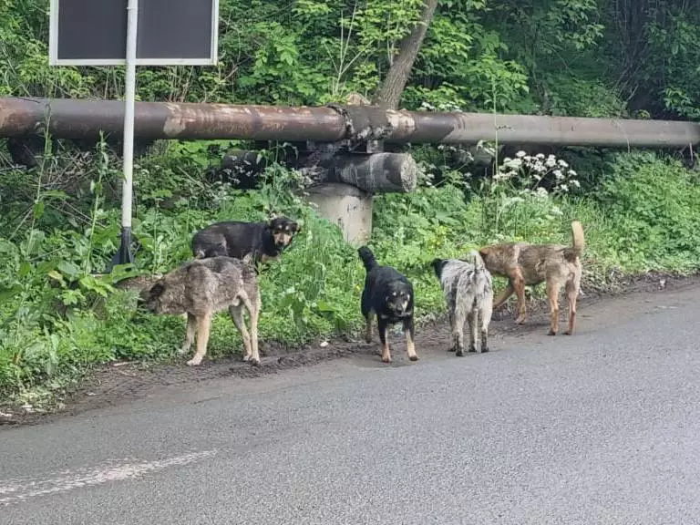 РБК Приморье