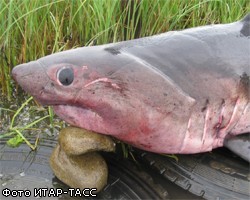 В Приморье рыбаки поймали двухметровую акулу 