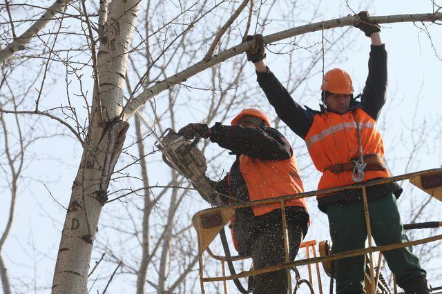 В центре Краснодара до конца года высадят новые деревья вместо спиленных