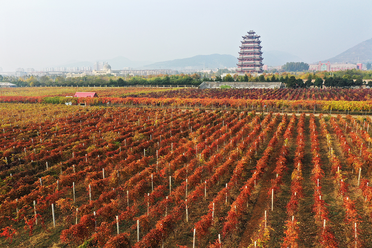 Несмотря на наличие сложностей, китайские вина с каждым годом растут в качестве и становятся «более вкусными»