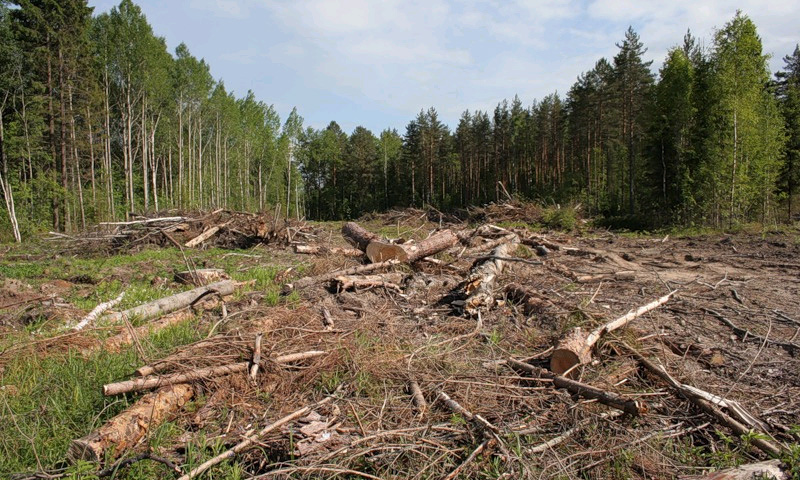 Рубить деревья для прокладки трассы в Химках больше не будут
