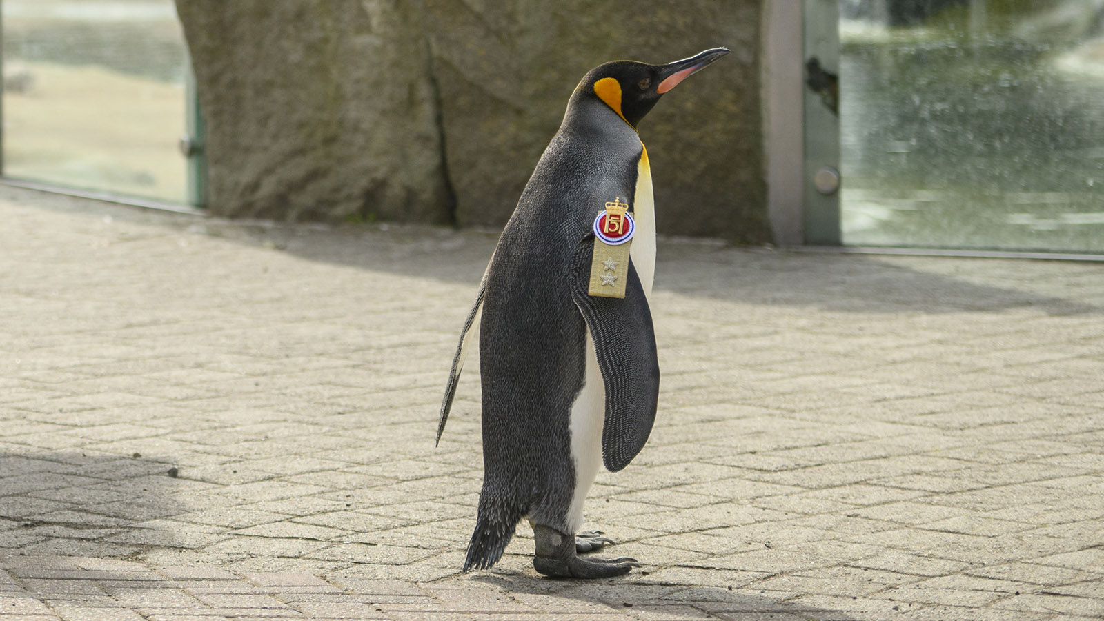 <p>Королевский пингвин Нильс Улаф III на церемонии в Эдинбургском зоопарке, где его повысили до генерал-майора, 21 августа 2023 года</p>