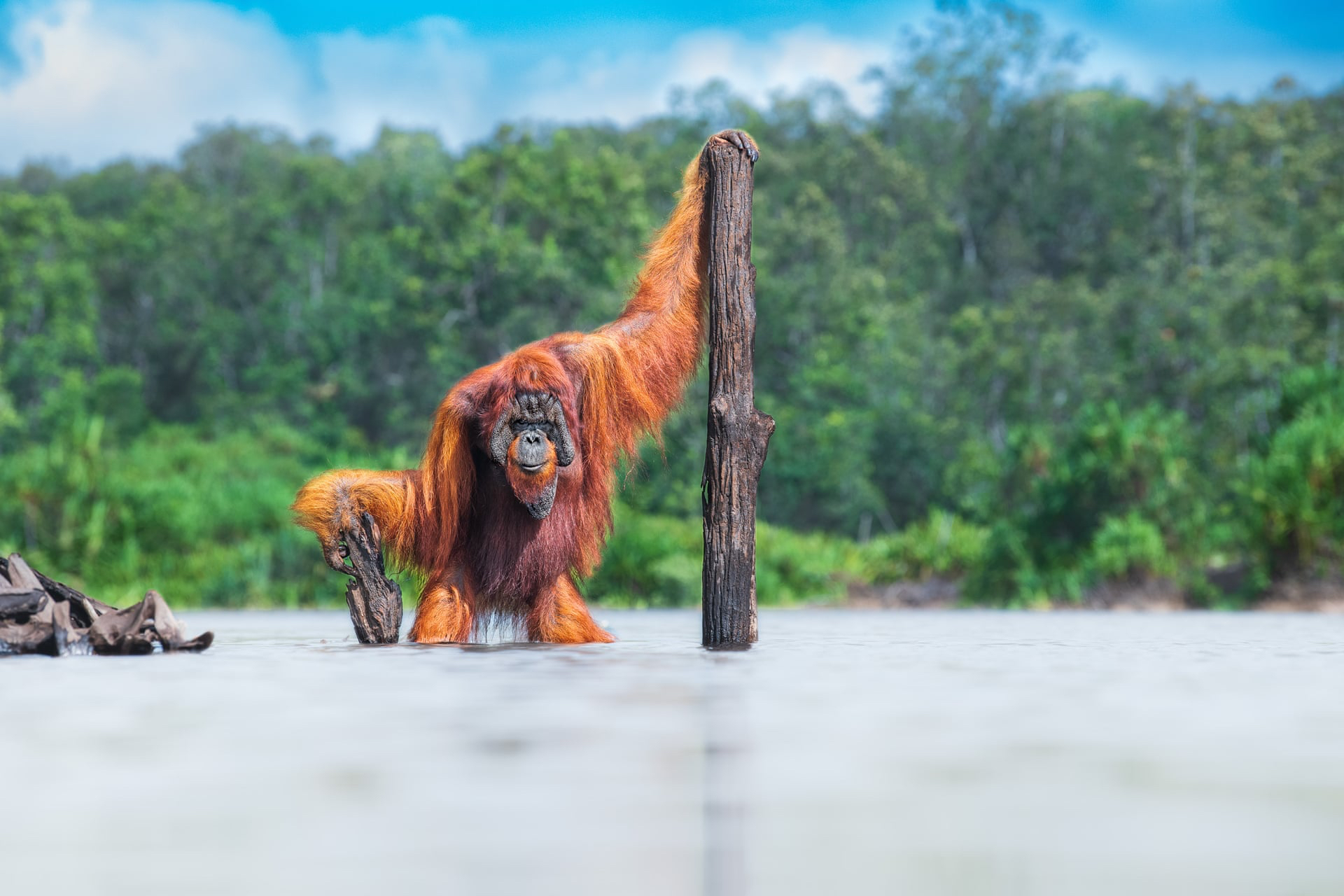 Орангутан на Борнео. Фото: Томас Виджайан.&nbsp;Победитель в категории &laquo;Животные в естественной среде обитания&raquo;