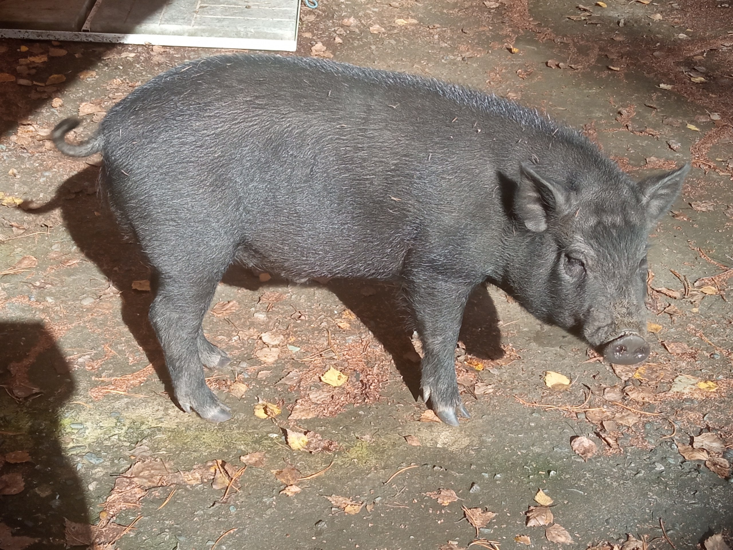 Фото: РБК Новосибирск