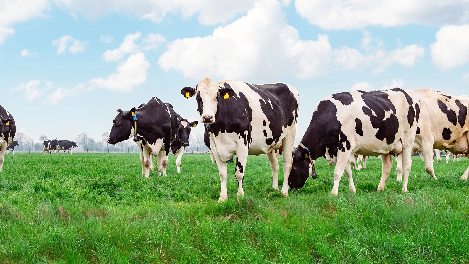 В Шотландии стадо коров напало на пожилую женщину