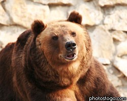 Медведица-йог привлекает посетителей в зоопарк