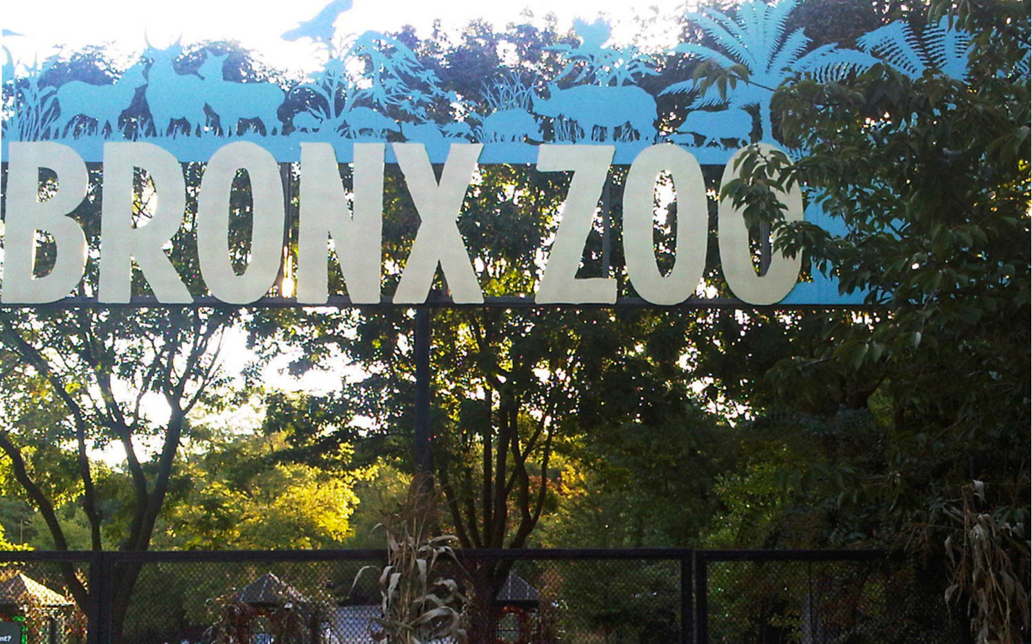 Тигрица в нью-йоркском зоопарке заразилась коронавирусом