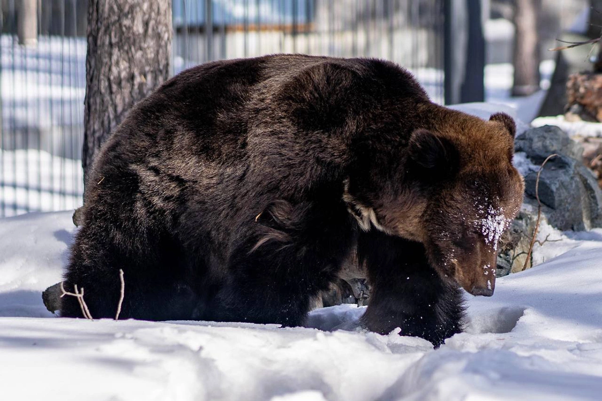 <p>Медведь из Новосибирского зоопарка</p>