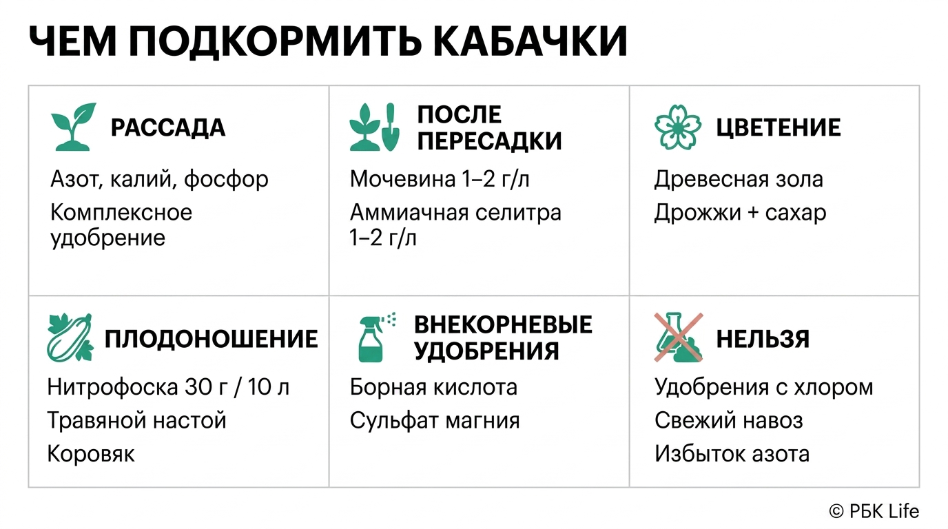 Чем можно и нельзя подкармливать кабачки