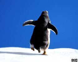 В Японии скончался старейший пингвин в мире