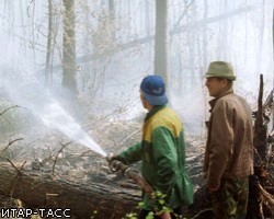 Площадь лесных пожаров в Подмосковье сократилась на четверть