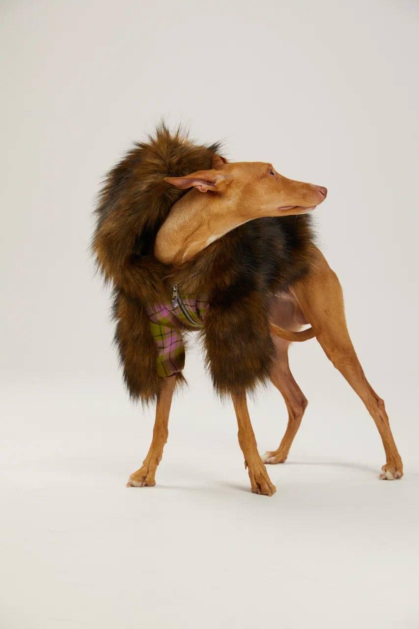 Капсульная коллекция Pet Subject х RomaUvarovDesign