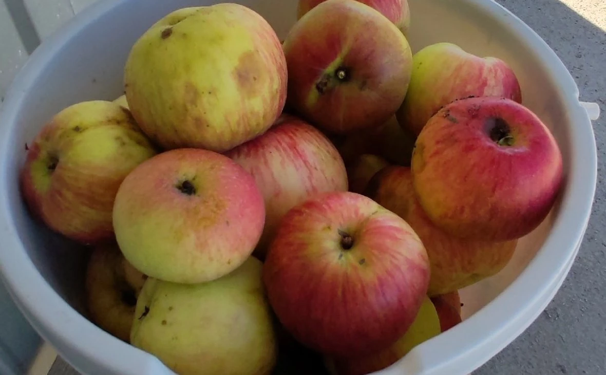 РБК Черноземье