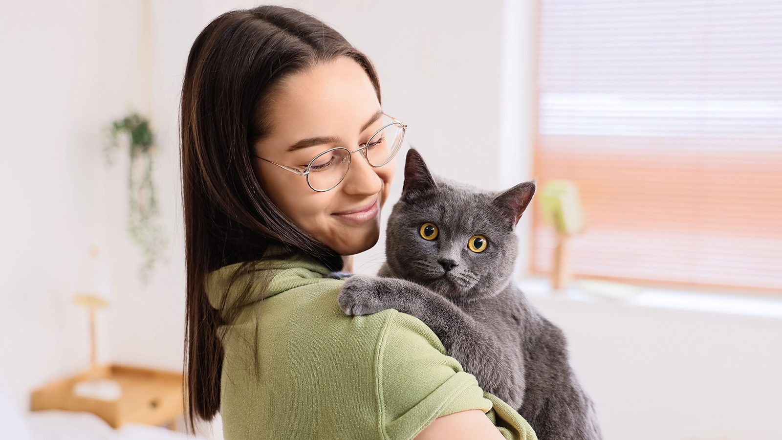 Британская короткошерстная кошка