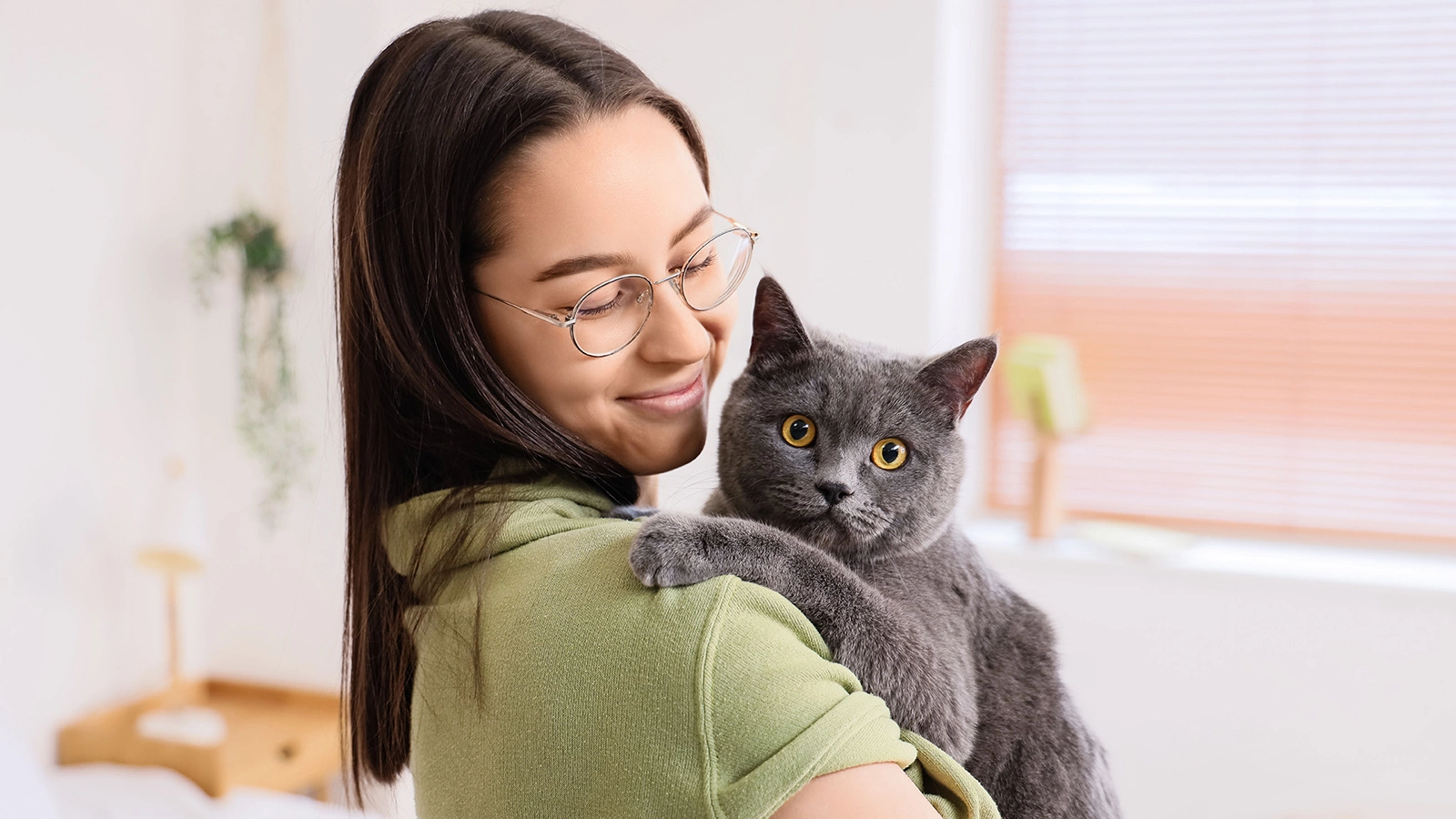 Британская короткошерстная кошка