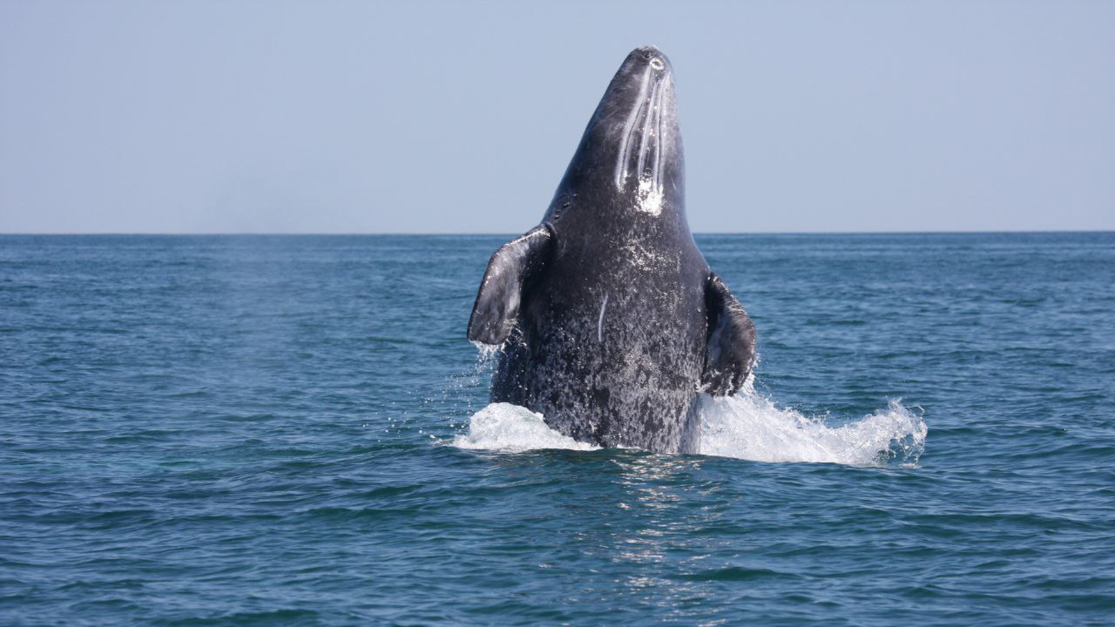 В России выросло количество серых китов. Цифра впечатляет