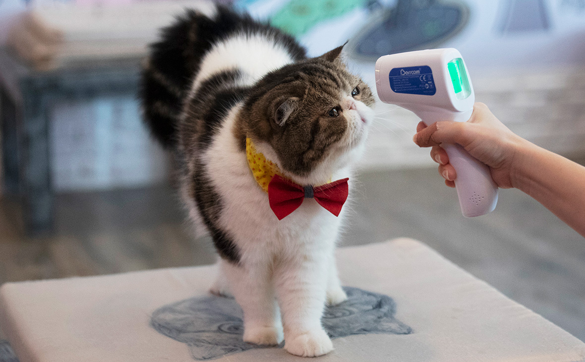 В Великобритании впервые подтвердили коронавирус у кошки — РБК