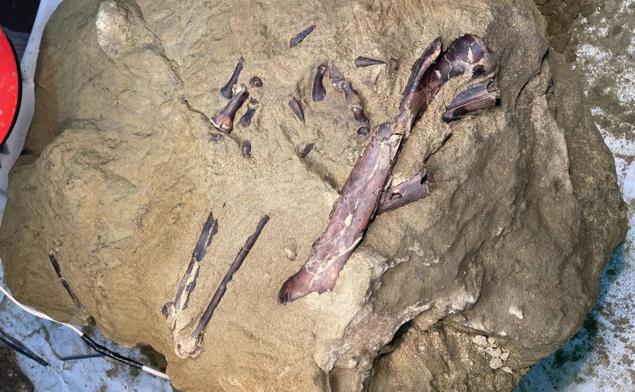 Обнаруженные в Кузбассе окаменелости хищного динозавра