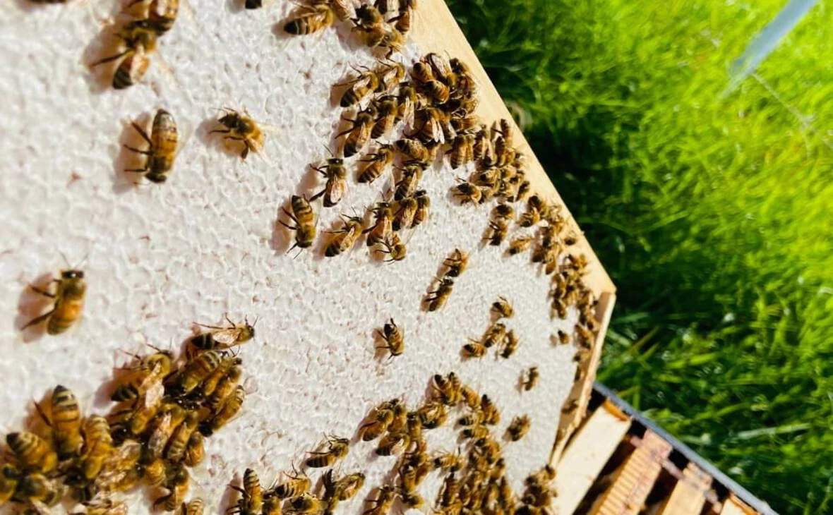 министерство сельского и рыбного хозяйства Республики Карелия