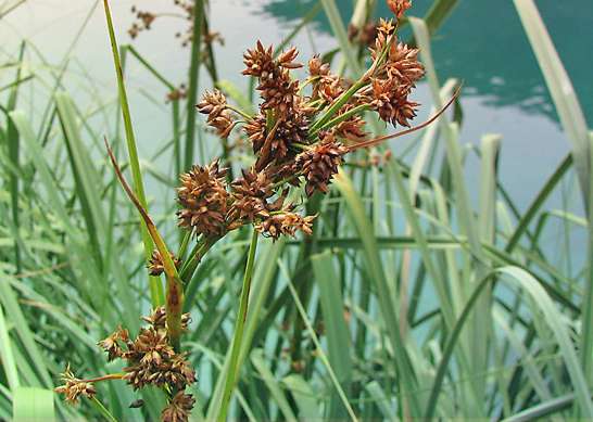 Меч-трава обыкновенная (лат. Cladium mariscus)