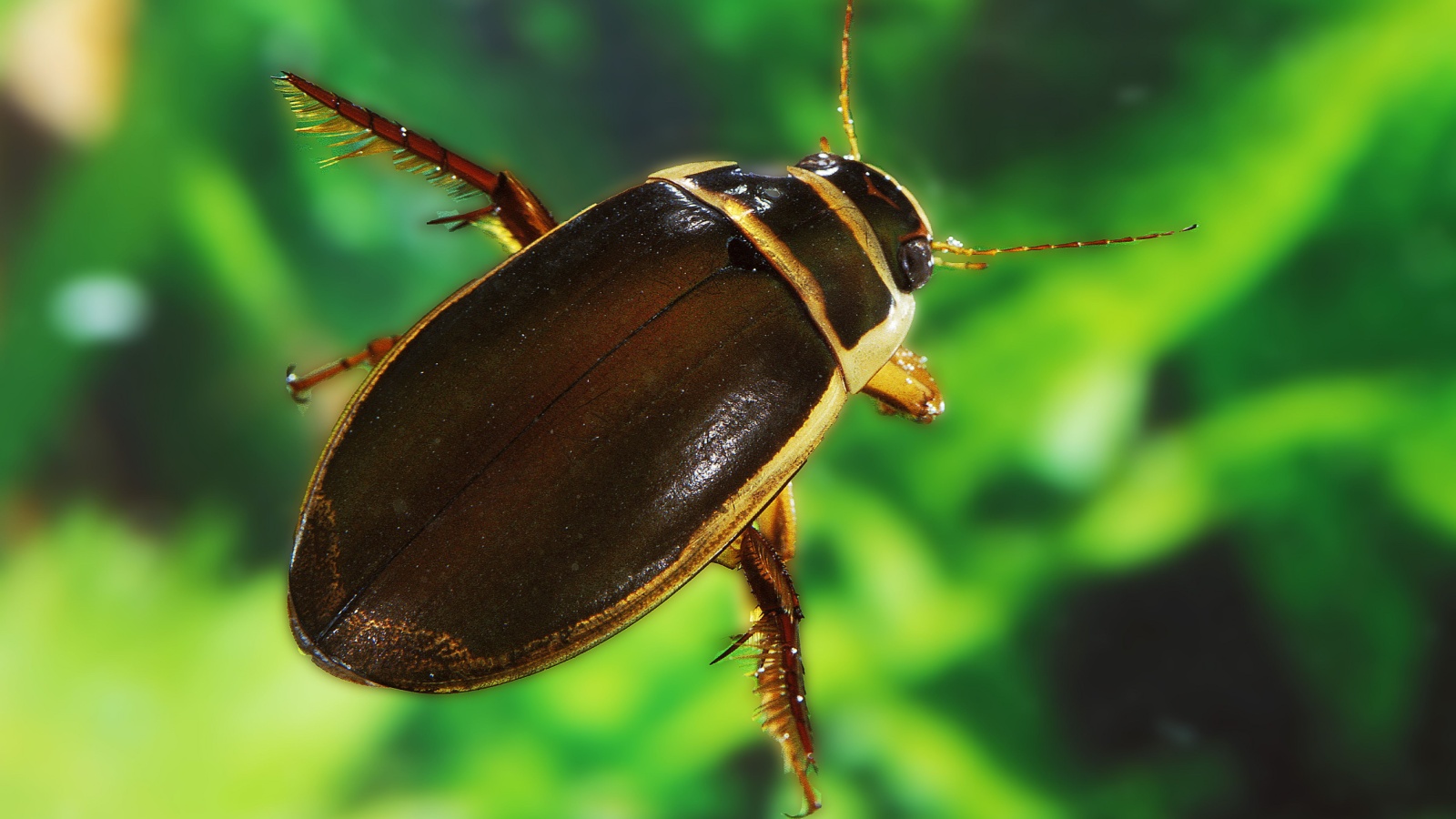 Плавунцы дышат атмосферным воздухом