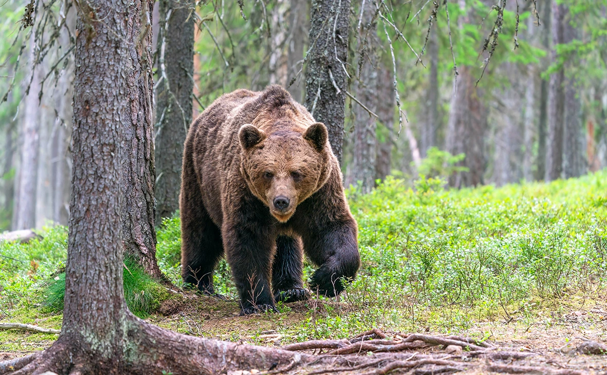 BBA Photography / Shutterstock