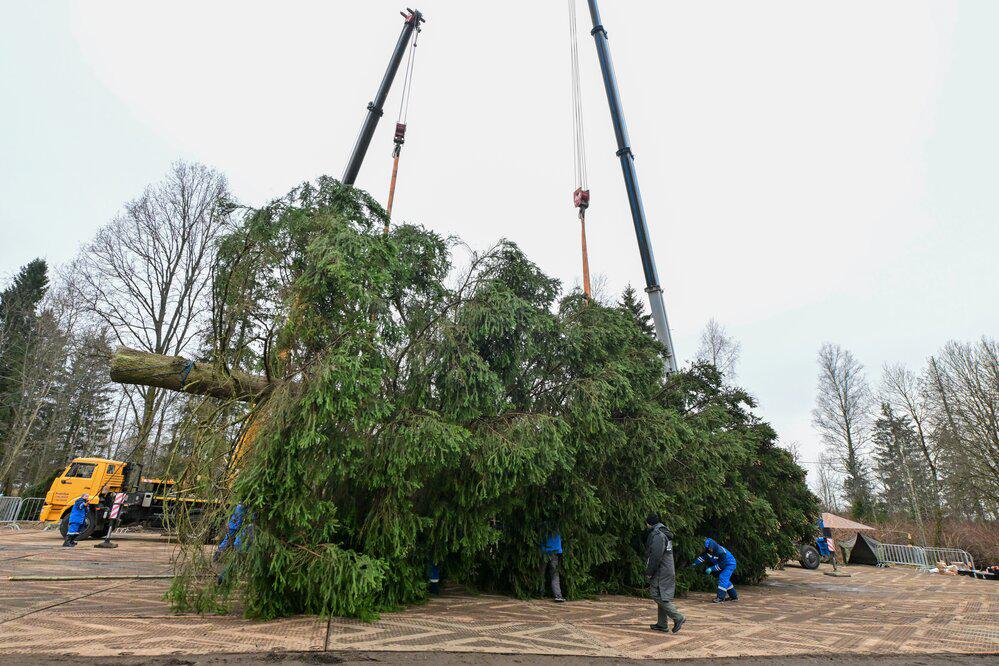 Церемония спиливания главной новогодней елки России в Рузском муниципальном округе, 8 декабря 2025 года