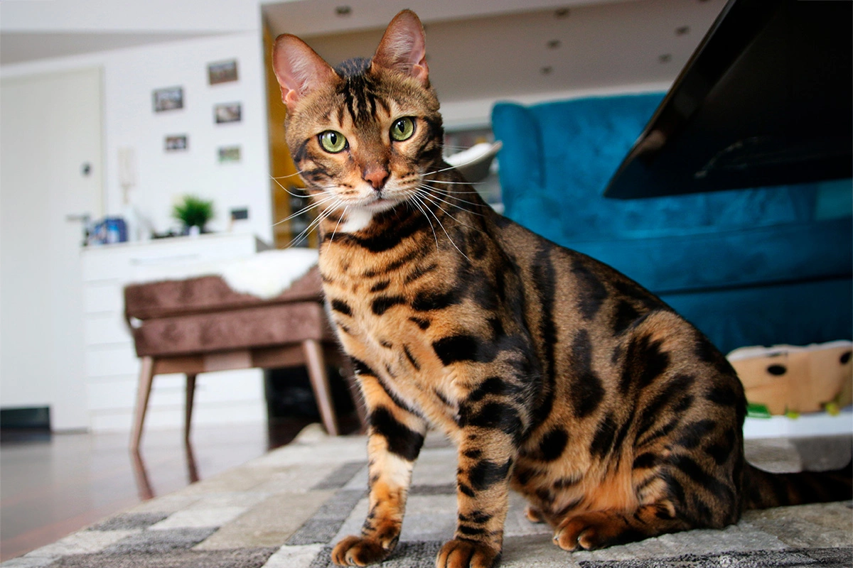 Бенгальская кошка