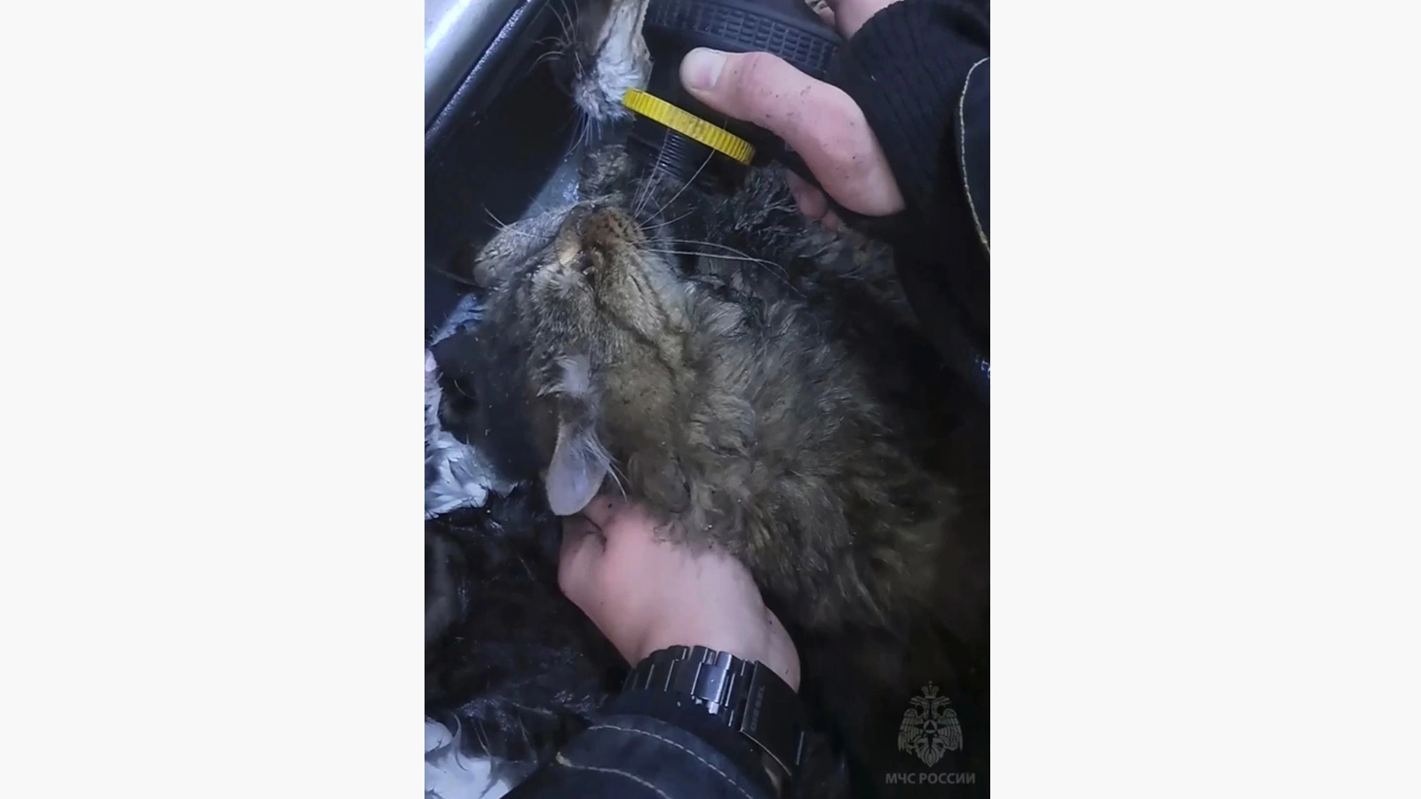 <p>Спасенному коту оказывают помощь. В Симферополе 15 котов спасатели вытащили из заполненного едким дымом помещения</p>