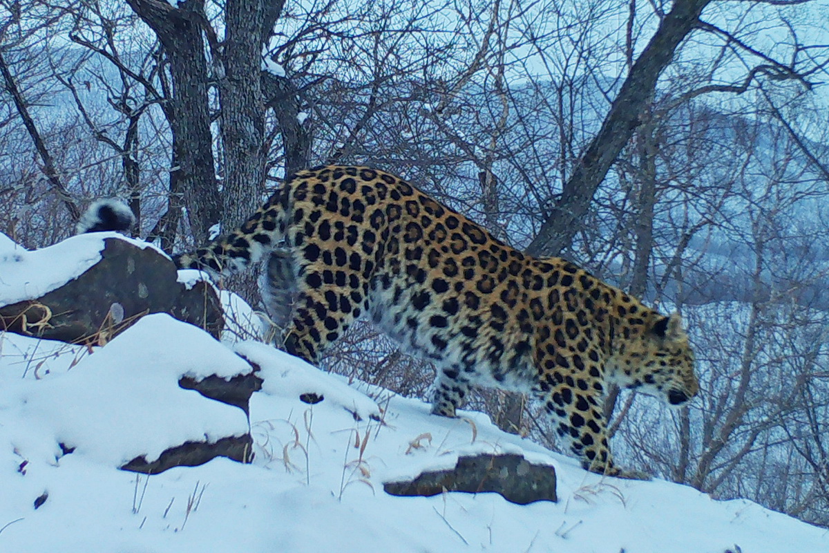 Фото: ФГБУ «Земля леопарда» 