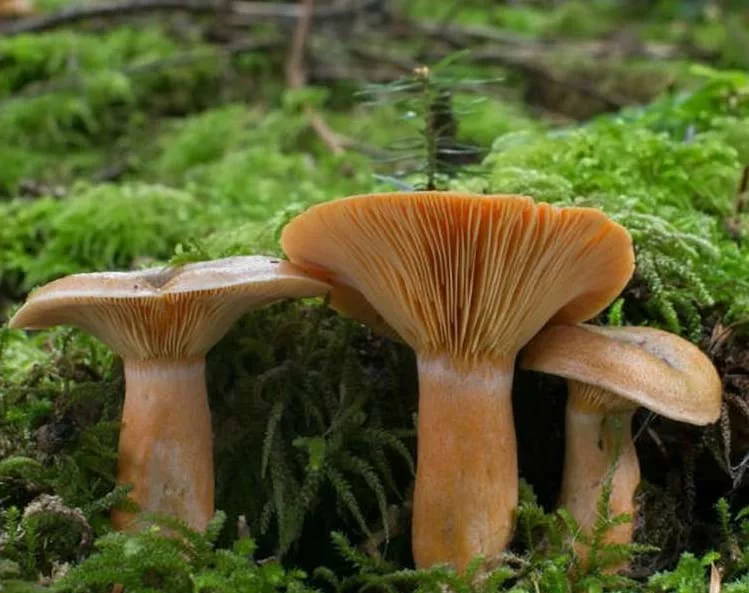 Съедобные грибы: названия, фото, как отличить от несъедобных