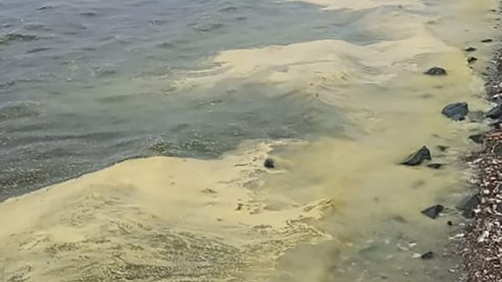 <p>Желтый налет пыльцы на водной поверхности в акватории Амурского залива</p>