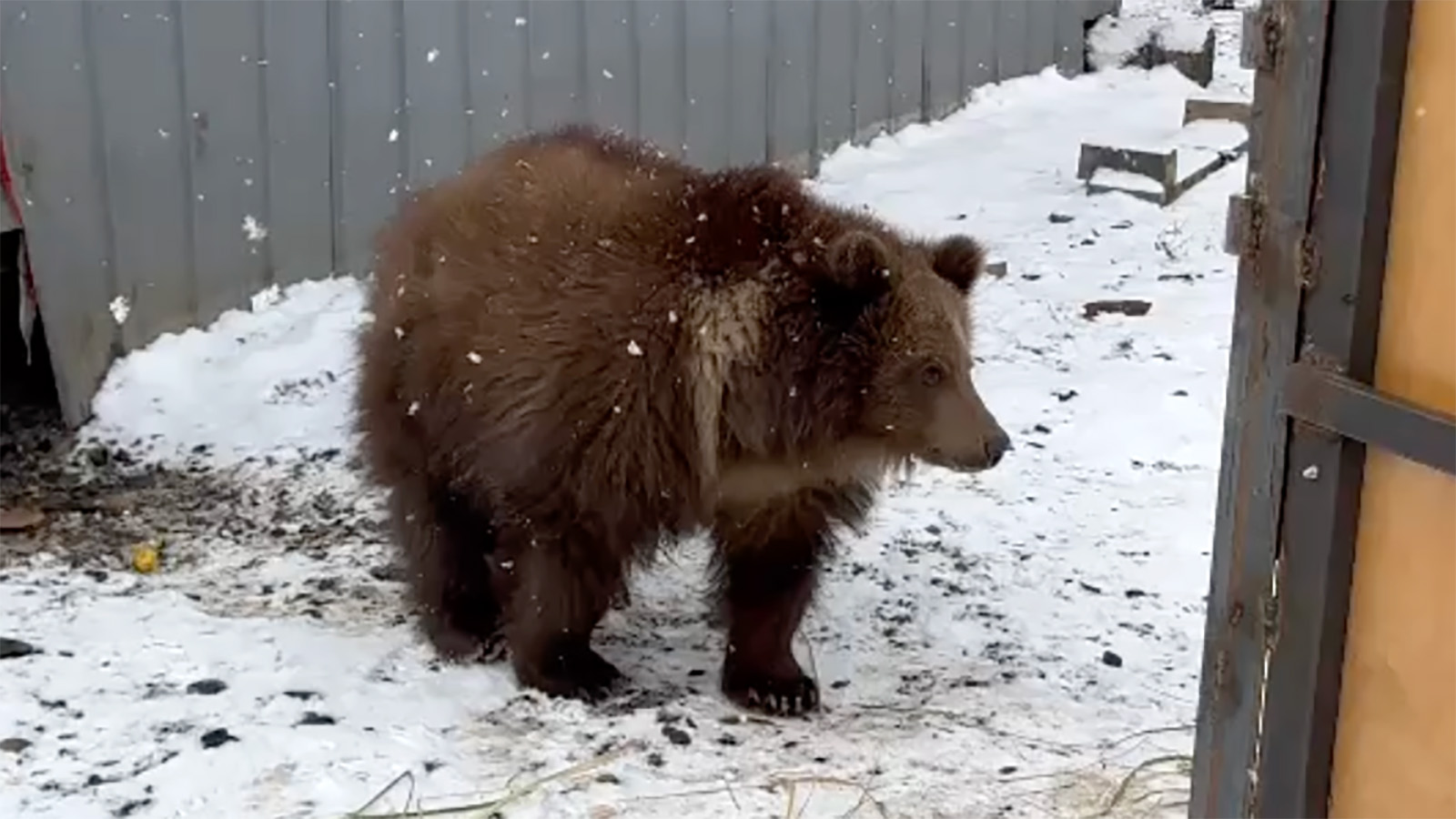Медвежонок Потапыч