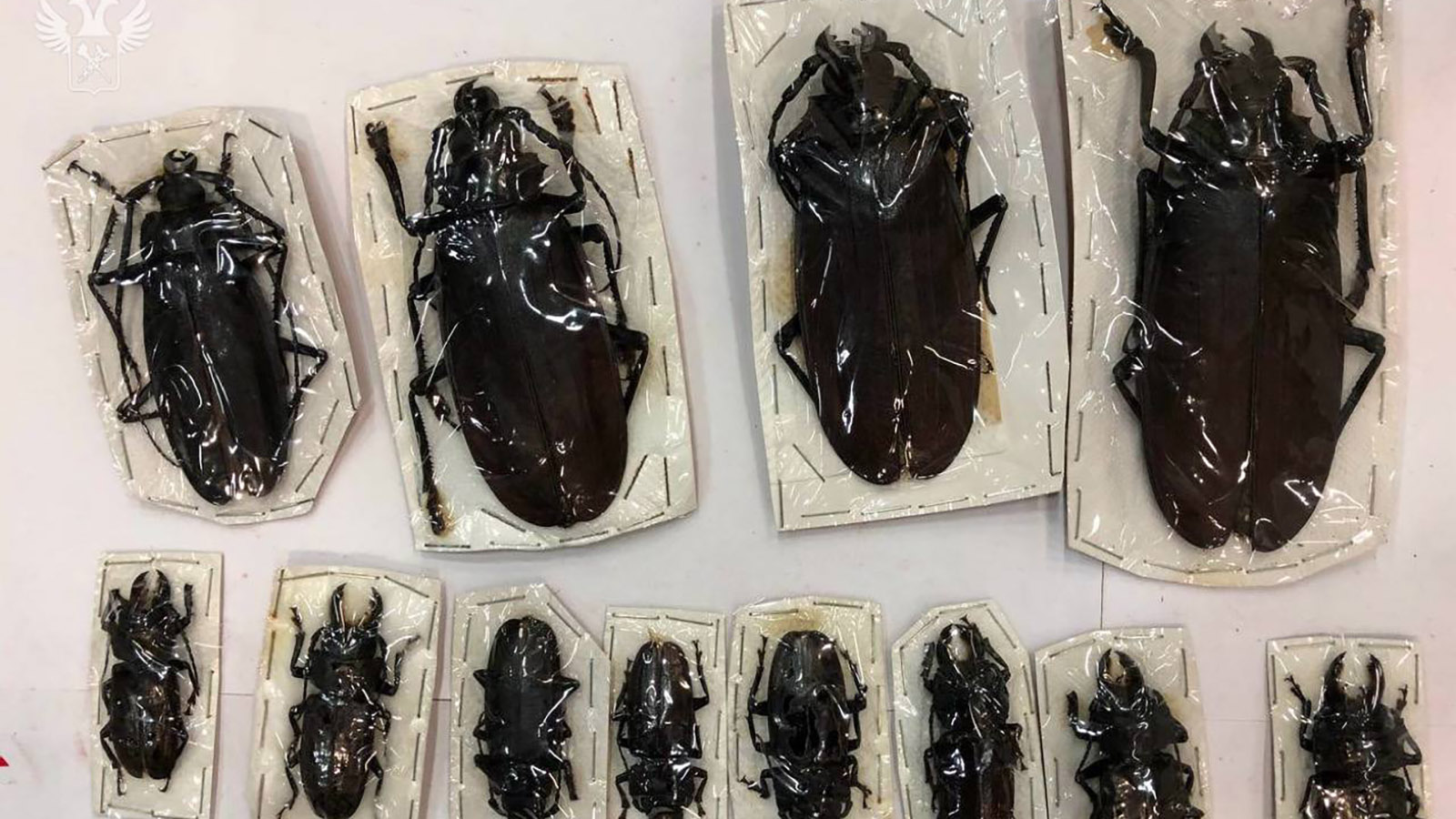 Экзотические жуки в посылках из Перу