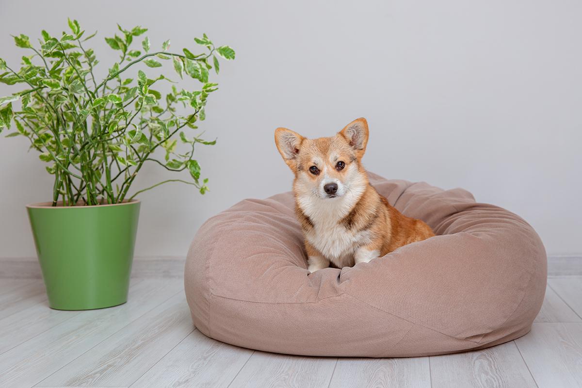 Корги хорошо относятся к детям, им хватит места в квартире, но с ними нужно много гулять