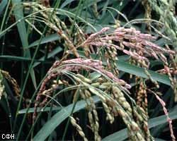 Фермерам США запретили выращивать ГМ-рис
