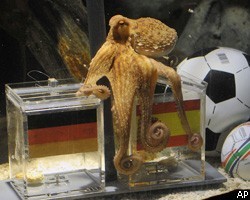 Испанские власти озаботились безопасностью осьминога-предсказателя Пауля