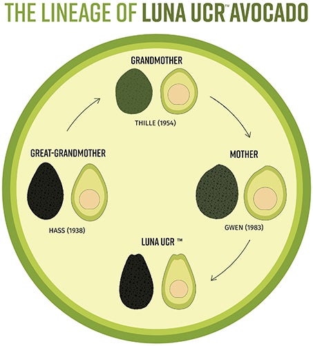 Эволюция сортов авокадо