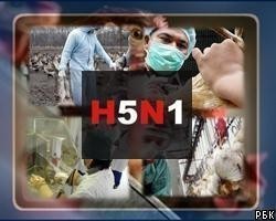 В Ростовской обл. выявлен третий очаг птичьего гриппа