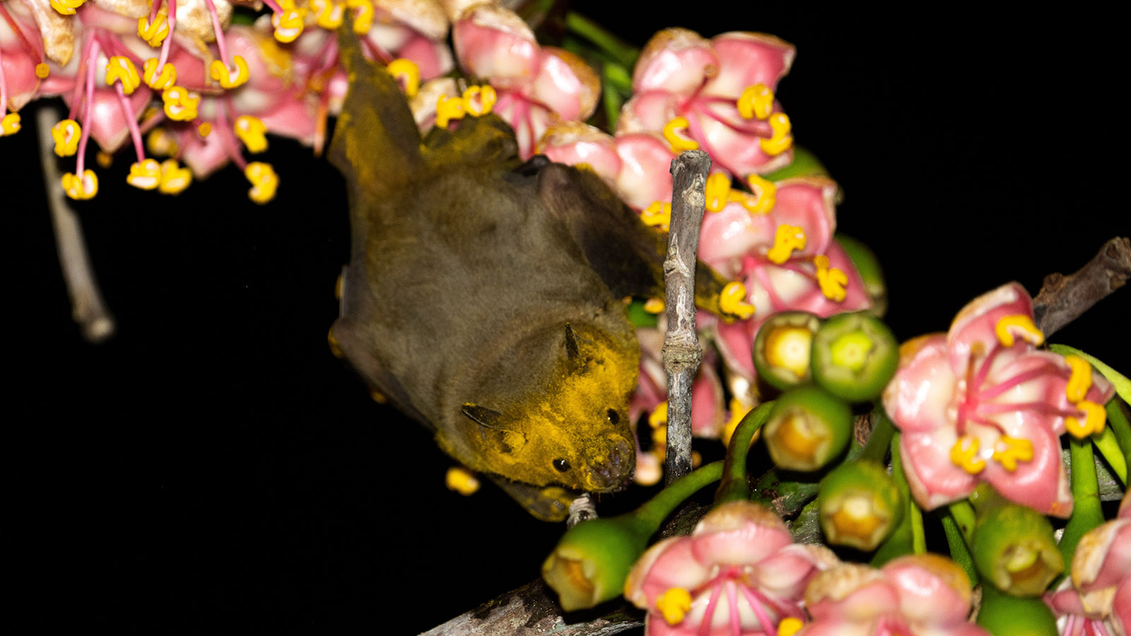 <p>На фото: одна из разновидностей летучих мышей, обитающих на Ямайке, &mdash; ямайский цветочный листонос (Jamaican Flower Bat,&nbsp;Phyllonycteris aphylla)</p>