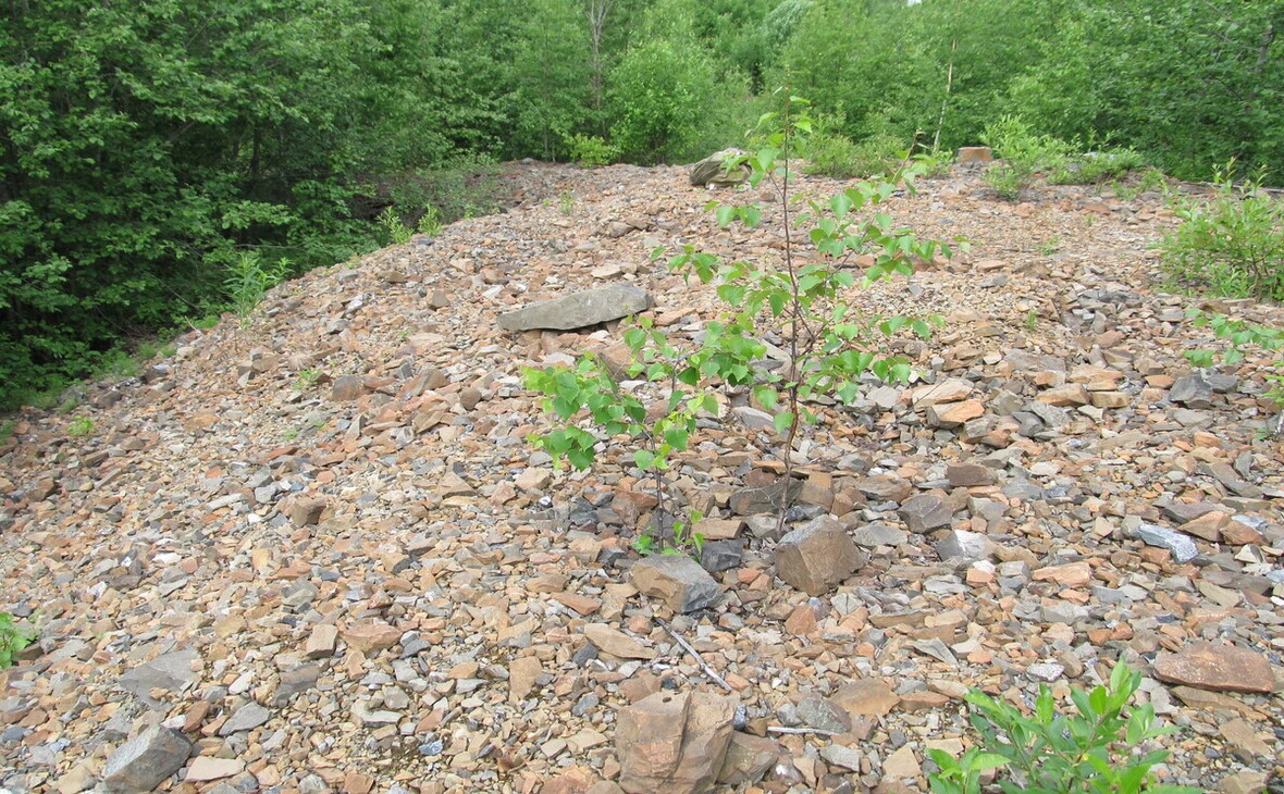 Александра Рахманова, КарНЦ РАН