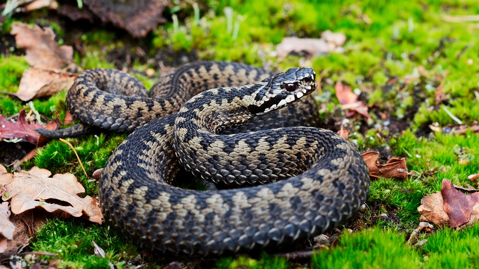 Гадюка обыкновенная (Vipera berus)