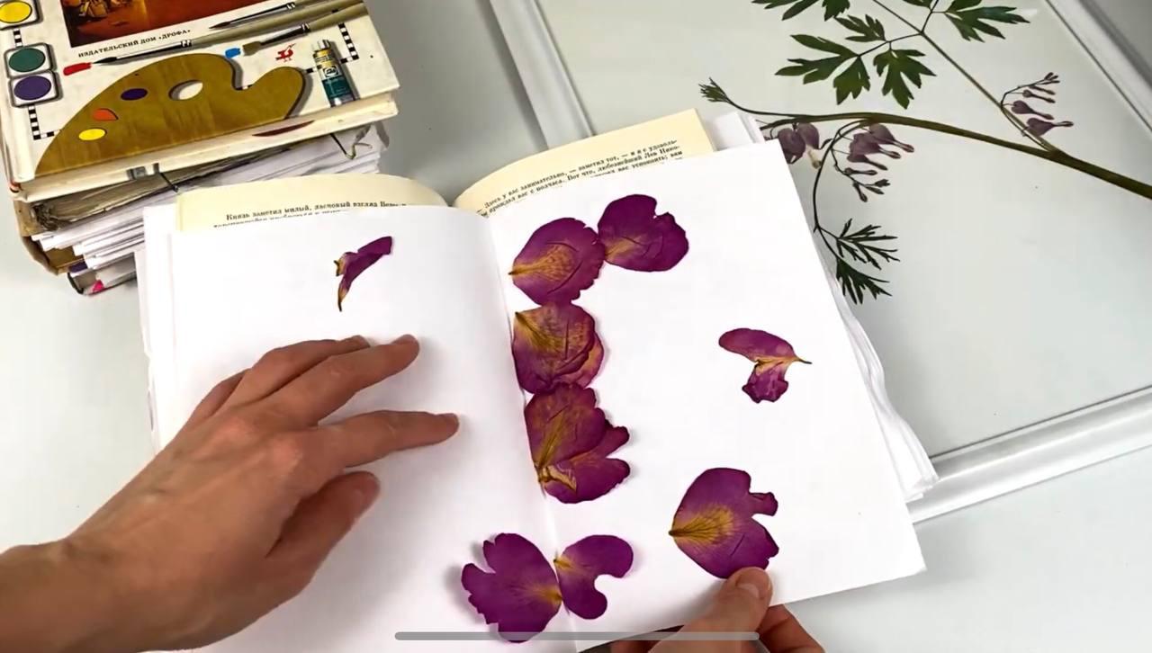 Цветы, засушенные в листе А4 в книге