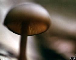 В Трансильвании мутируют грибы