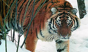 В Приморском крае автомобиль сбил амурского тигра