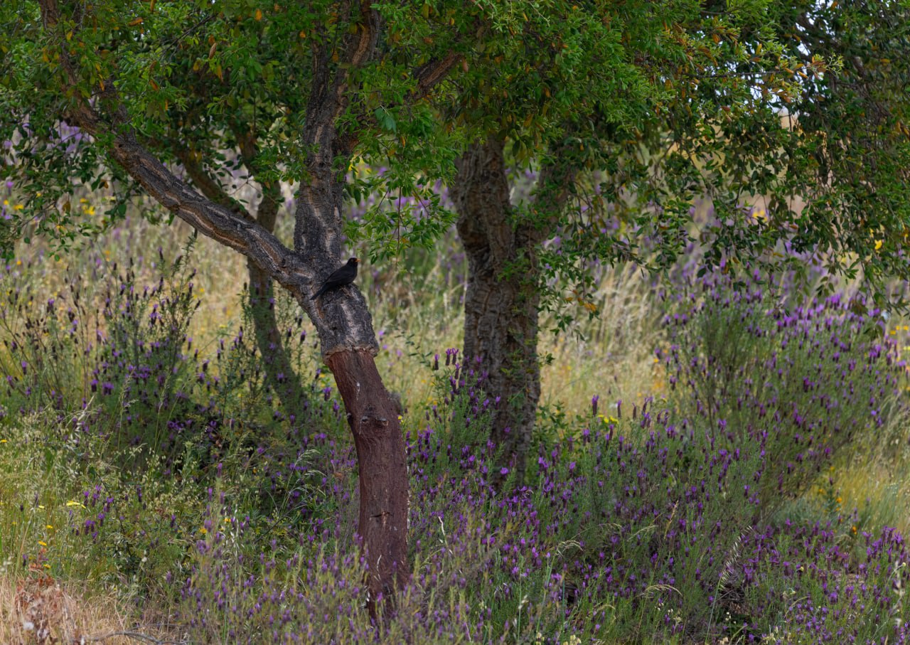 Пробковое дерево в окружении дикой лаванды, Португалия