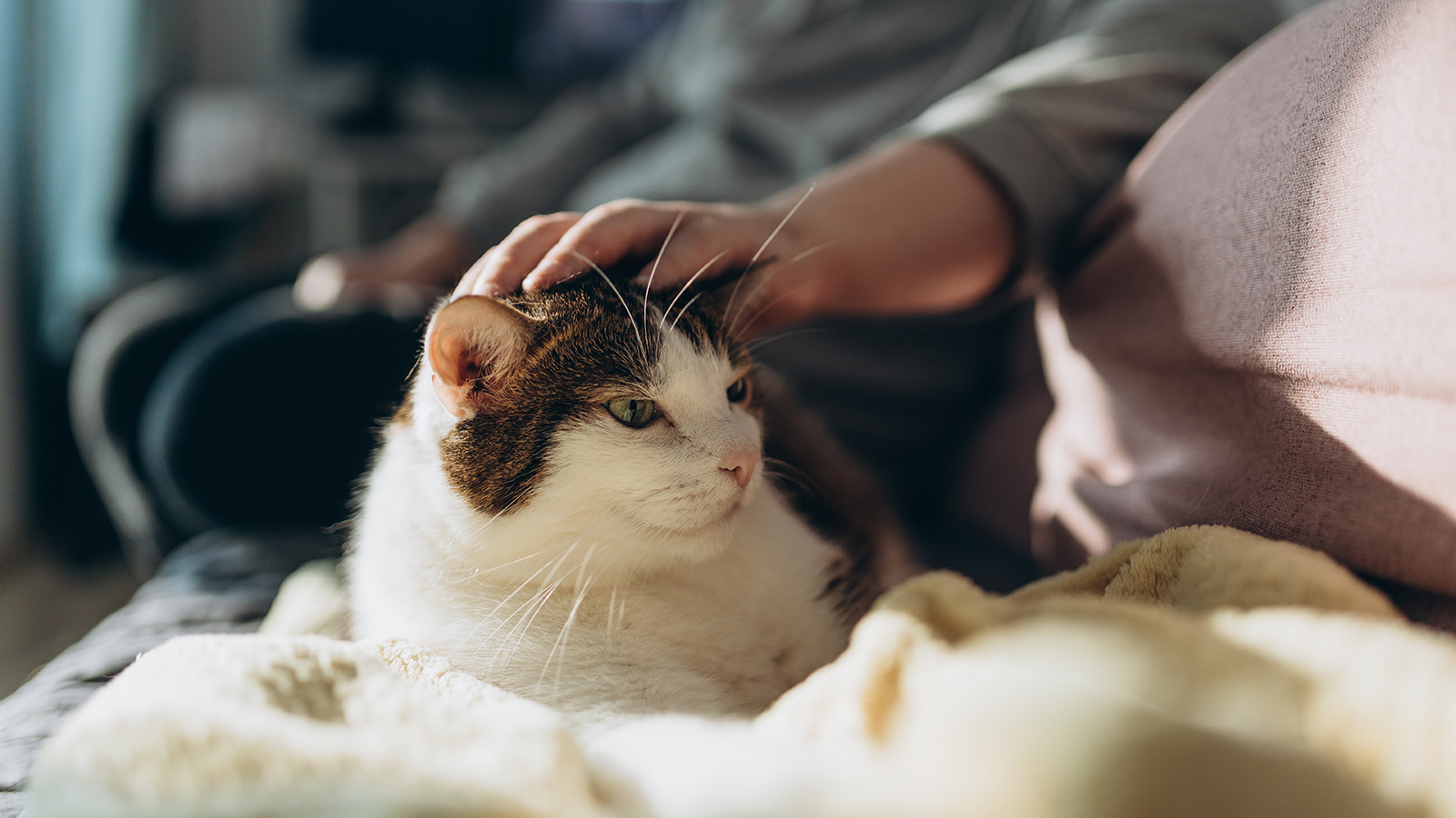 Гладить кота или кошку следует открытой ладонью в направлении роста волос