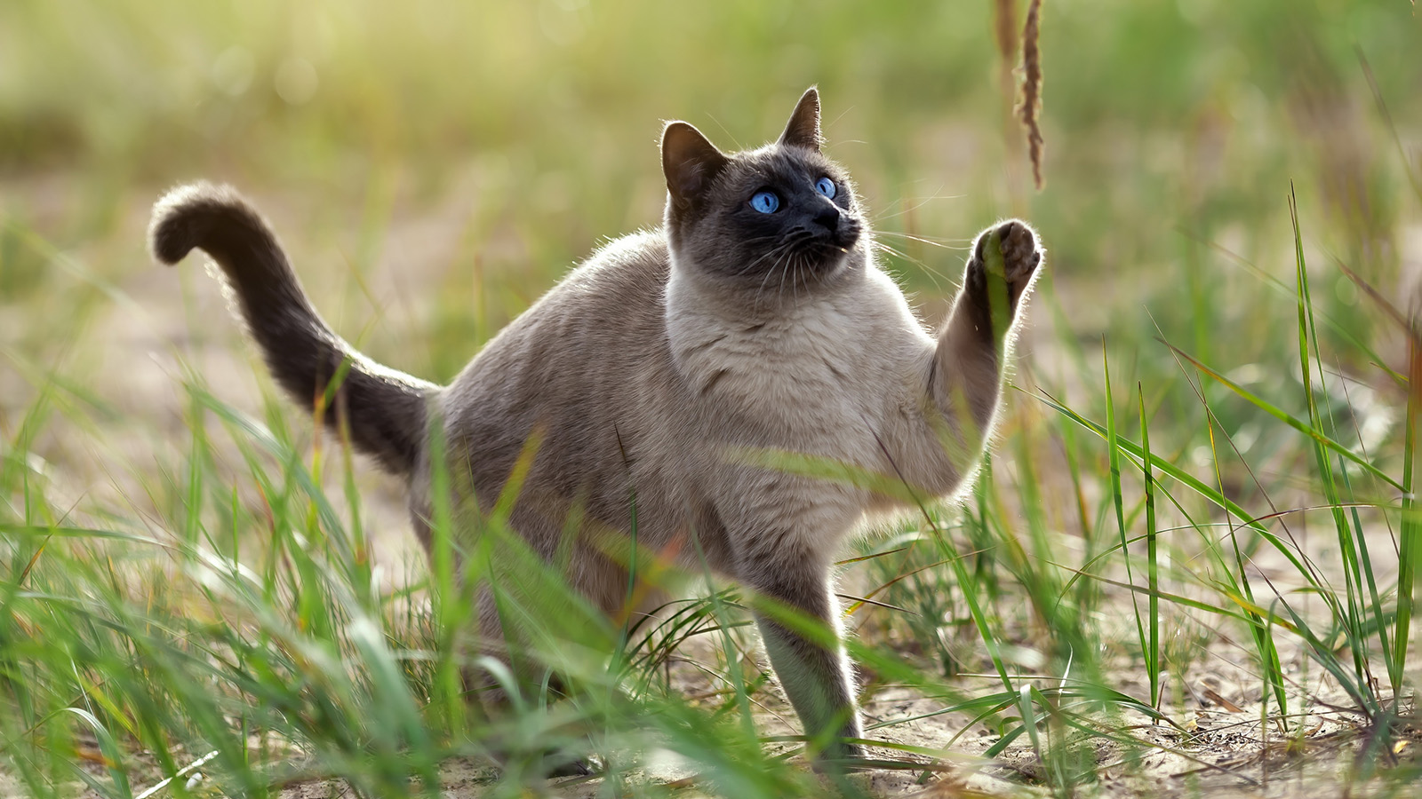 Тайская кошка