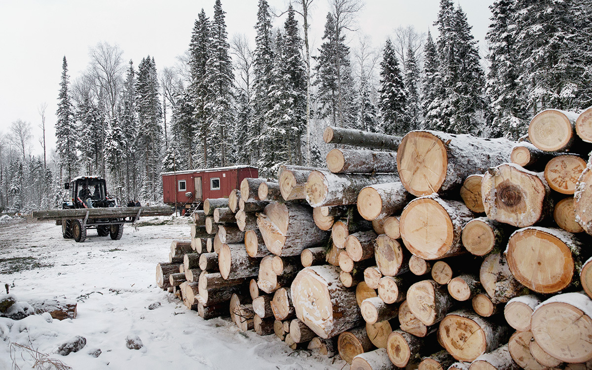 С 2021 года в четырех регионах ужесточат контроль за оборотом древесины