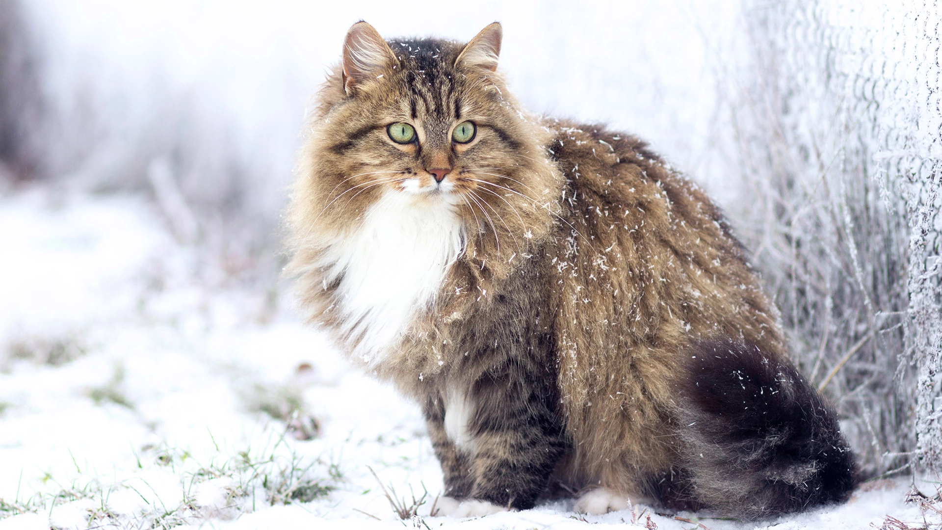 Сибирская кошка: фото, описание породы, характер и уход - Purina ONE®